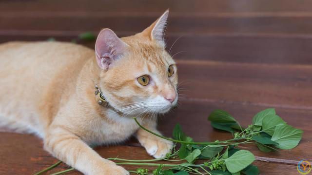 猫咪为什么对猫薄荷如此上瘾