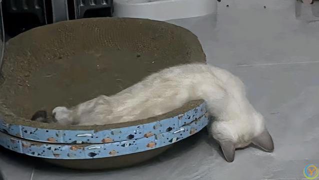 小猫睡觉姿势太离谱，半夜偷看笑翻了，谁家猫这么会整活？