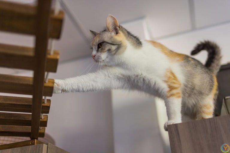 秋季猫咪营养大解析：是进补还是过剩？揭开猫用营养剂的神秘面纱