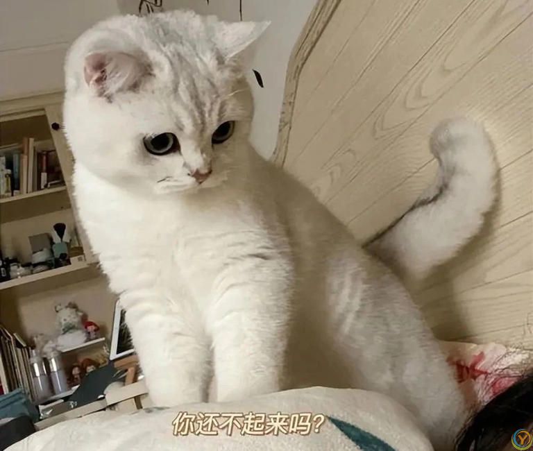为什么猫咪一大早“叫你起床”？背后原因又气又暖！