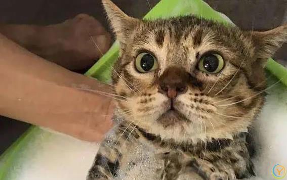 猫咪怕水死抱桌腿，主人哄半天无果，咋让它爱上洗澡？