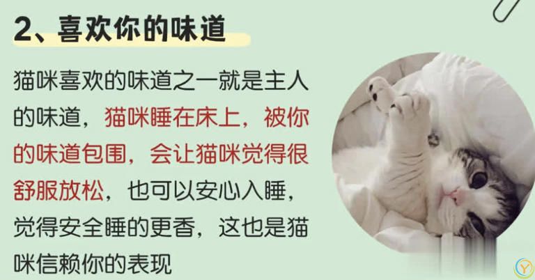 猫咪“喜欢”上床睡的8个原因，不是它怕冷，真正原因你知道吗