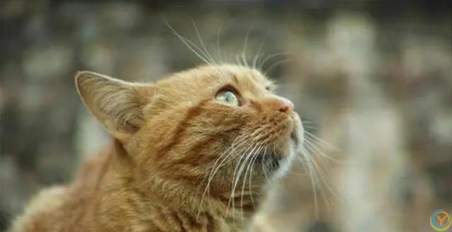 猫咪半夜不睡觉？小心这些病！人猫都中招