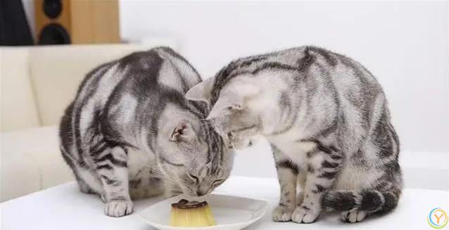 猫咪爱蹭腿藏3个秘密，你家猫在跟你说啥？