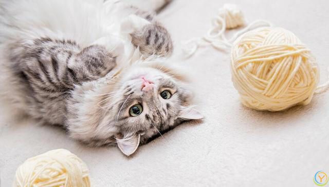 猫咪掉毛太烦人！猫咪掉毛严重要怎么解决？