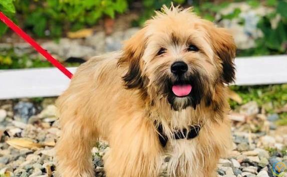 狗狗咧嘴笑得萌，主人却吓出一身汗？真相没你想得简单