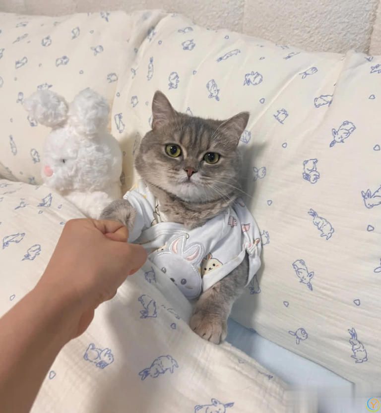 猫咪“喜欢”上床睡的8个原因，不是它怕冷，真正原因你知道吗