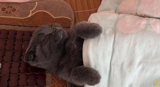 小猫睡觉姿势太离谱，半夜偷看笑翻了，谁家猫这么会整活？