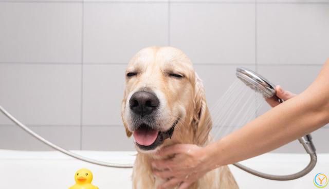 狗狗洗澡的那些事儿：爱洗澡与讨厌洗澡的背后原因