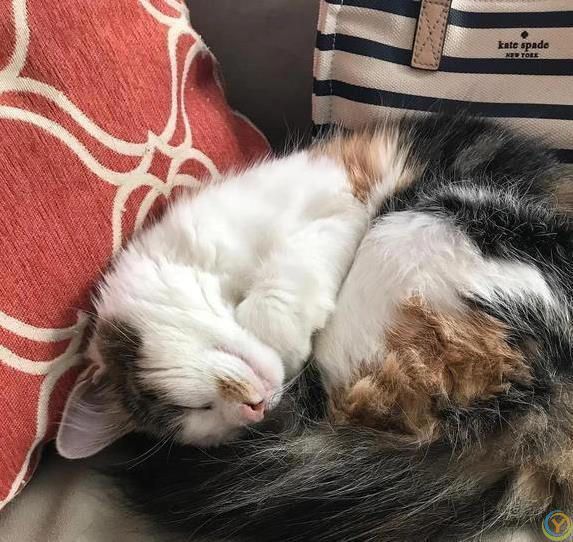 猫咪摔跤装没事，偷吃被抓舔爪子，它们真会掩饰尴尬？