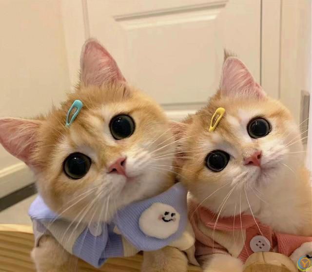 重要提示：照顾猫咪的关键因素，让它们健康地陪伴你更久！