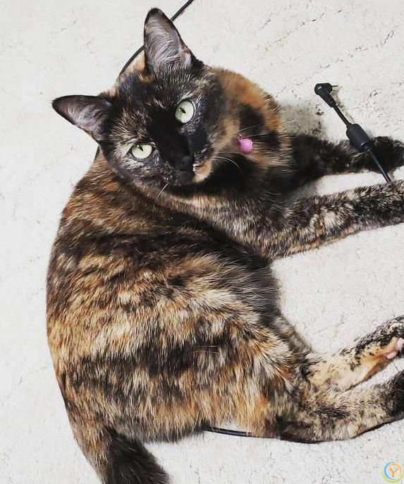 猫咪疯狂啃数据线，铲屎官气炸，4招让它乖乖听话？