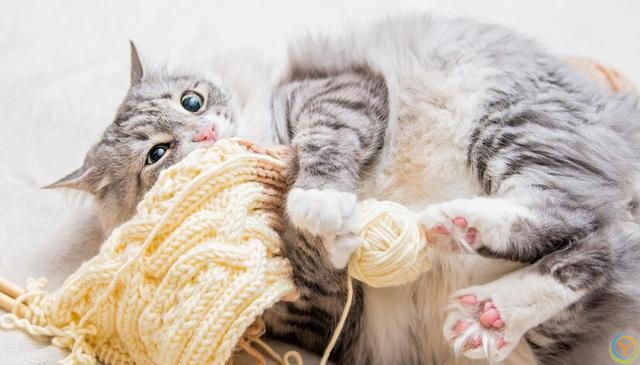 猫咪掉毛太烦人！猫咪掉毛严重要怎么解决？