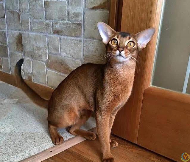 猫咪也痴情！这6种猫比狗还黏人，养了绝不后悔