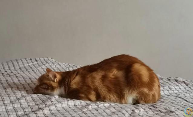 小猫睡觉姿势太离谱，半夜偷看笑翻了，谁家猫这么会整活？