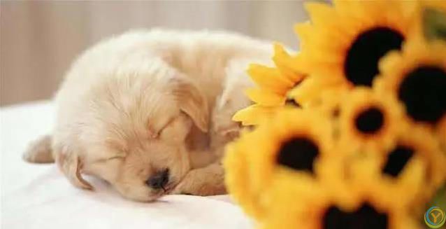 狗狗最爱这5件事，你家宝贝想要啥？