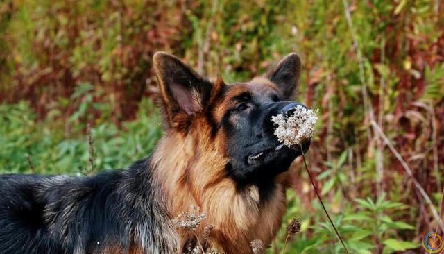狗狗生病了知道自己找草药吃，给自己治病？你知道为什么吗？