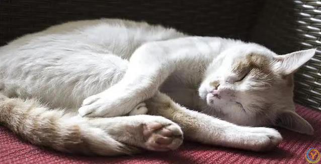 猫咪半夜不睡觉？小心这些病！人猫都中招