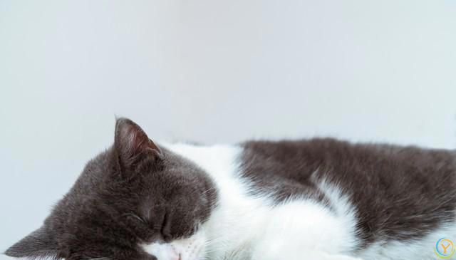 猫咪为什么对猫薄荷如此上瘾