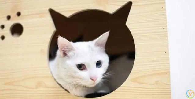 猫妈妈生崽后态度大变，小猫长大却被嫌弃，真相藏在野性里