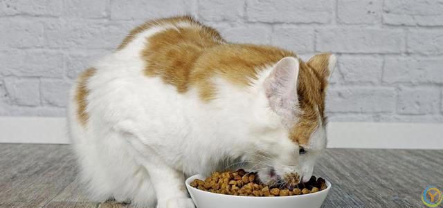 如何根据猫咪的体型选择合适的猫粮？看完这篇可以少走弯路~