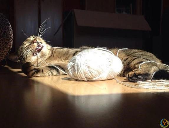 猫咪疯狂啃数据线，铲屎官气炸，4招让它乖乖听话？