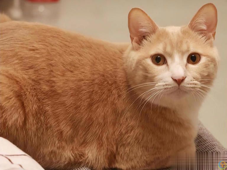 猫咪过度肥胖危害大，你了解吗？动物科普告诉你真相！