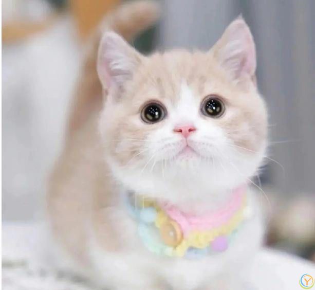 猫咪原来也会“道歉”，这6个举动，作为铲屎官你知道吗？