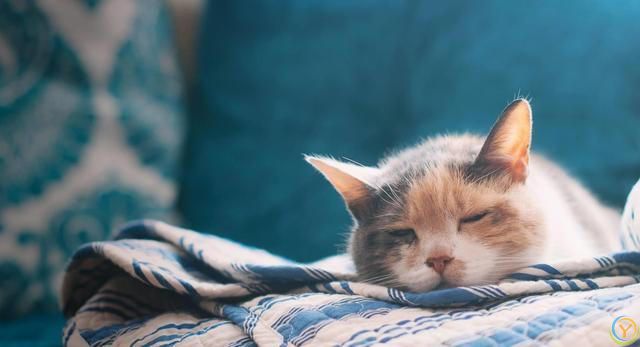 冷知识：你的猫是如何选择自己喜欢的人？