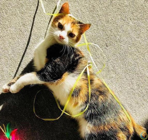 猫咪疯狂啃数据线，铲屎官气炸，4招让它乖乖听话？