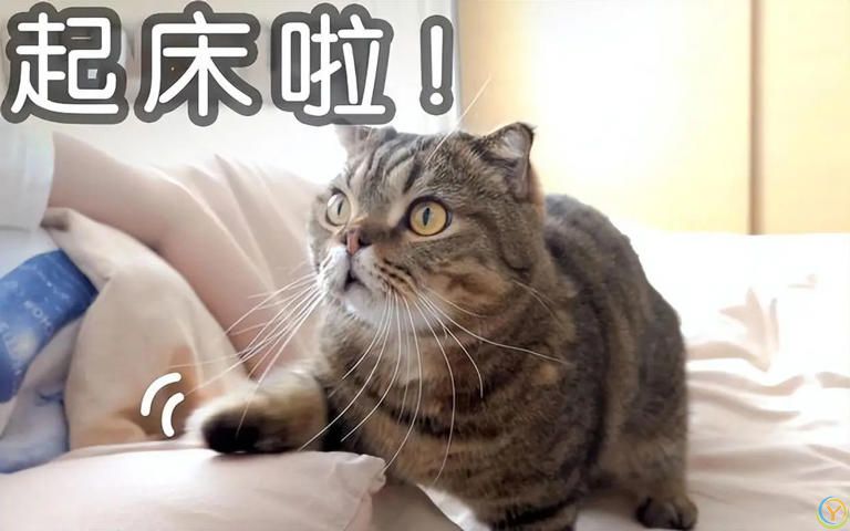 为什么猫咪一大早“叫你起床”？背后原因又气又暖！