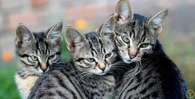 猫咪半夜不睡觉？小心这些病！人猫都中招