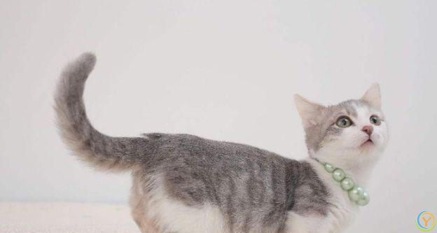 盘点猫咪最让人误解的6大行为，你真的懂猫吗？