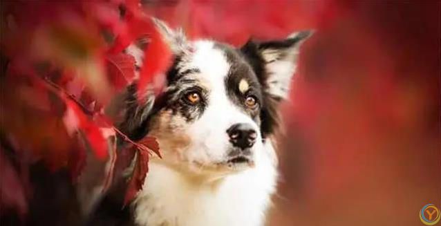 狗狗最爱这5件事，你家宝贝想要啥？