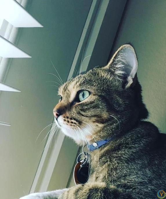 猫咪摔跤装没事，偷吃被抓舔爪子，它们真会掩饰尴尬？