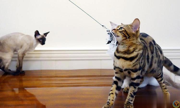 喵星人爱不释手的玩具盘点，元老级猫奴推荐，我家猫咪都玩不腻！