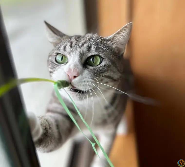 猫咪不喝碗里水，偏蹲水龙头下等，背后原因让人笑喷