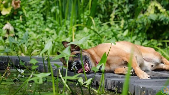 狗狗生病了知道自己找草药吃，给自己治病？你知道为什么吗？