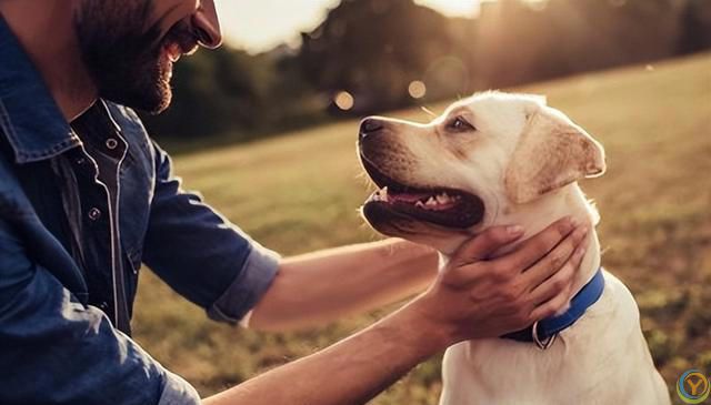 狗狗的五大情感需求：主人不可忽视的关怀