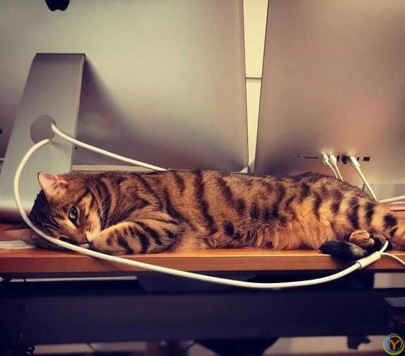 猫咪疯狂啃数据线，铲屎官气炸，4招让它乖乖听话？