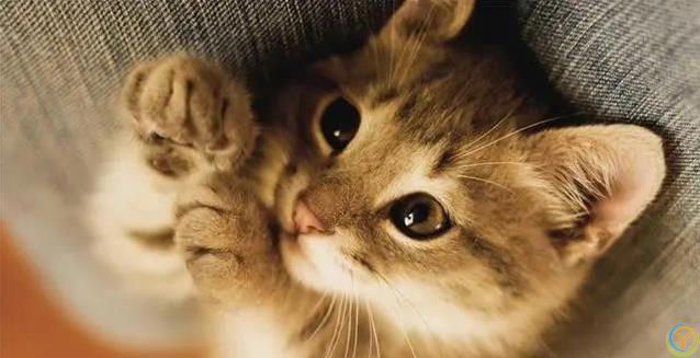 猫咪爱蹭腿藏3个秘密，你家猫在跟你说啥？