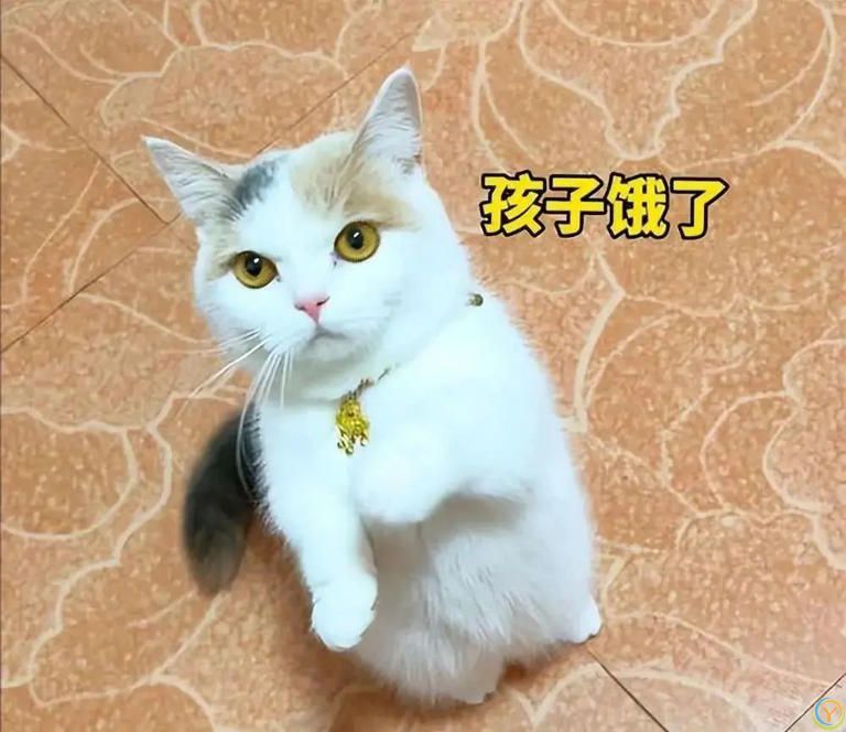 为什么猫咪一大早“叫你起床”？背后原因又气又暖！