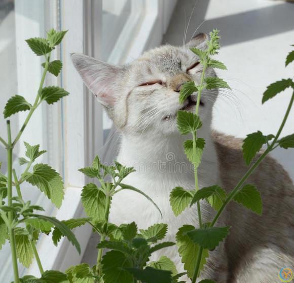 猫咪为什么对猫薄荷如此上瘾