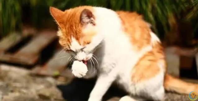 猫妈妈生崽后态度大变，小猫长大却被嫌弃，真相藏在野性里