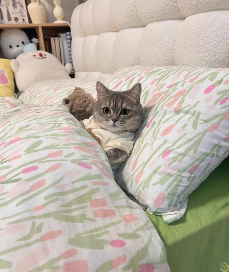 猫咪“喜欢”上床睡的8个原因，不是它怕冷，真正原因你知道吗