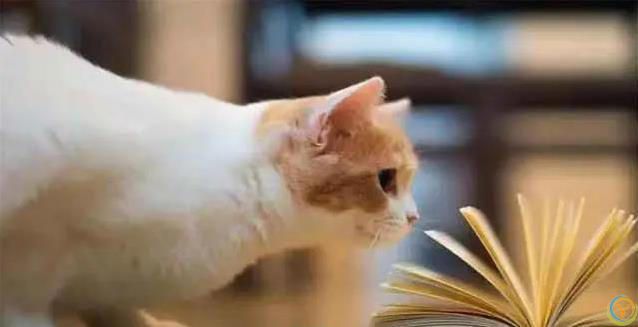 猫妈妈生崽后态度大变，小猫长大却被嫌弃，真相藏在野性里