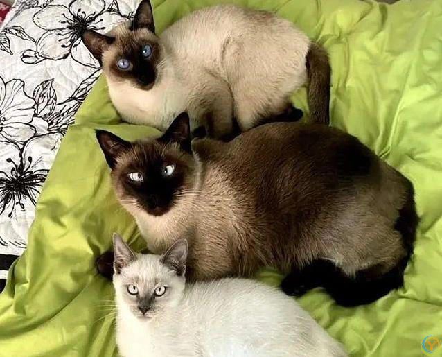 布偶猫扑怀里不撒手，橘猫为罐头耍心机，你家猫咪有多粘？