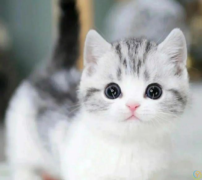 猫咪原来也会“道歉”，这6个举动，作为铲屎官你知道吗？