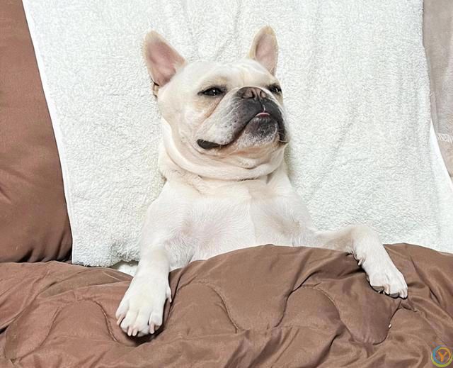 狗狗的睡姿大揭秘：看它睡哪，就知道它有多爱你！