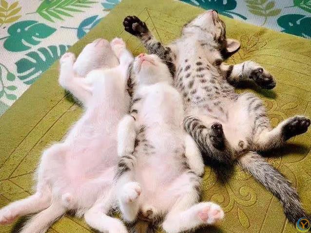猫咪睡姿藏秘密，认你为主的信号，你家猫中了几种？